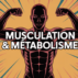 Musculation et métabolisme les vrais impacts sur votre dépense énergétique