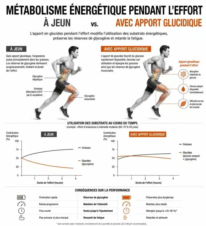 Effets métaboliques de l'entraînement à jeun pour la perte de poids
