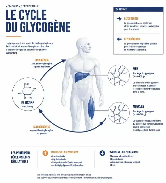 Infographie du glycogène montrant son stockage dans le foie et les muscles